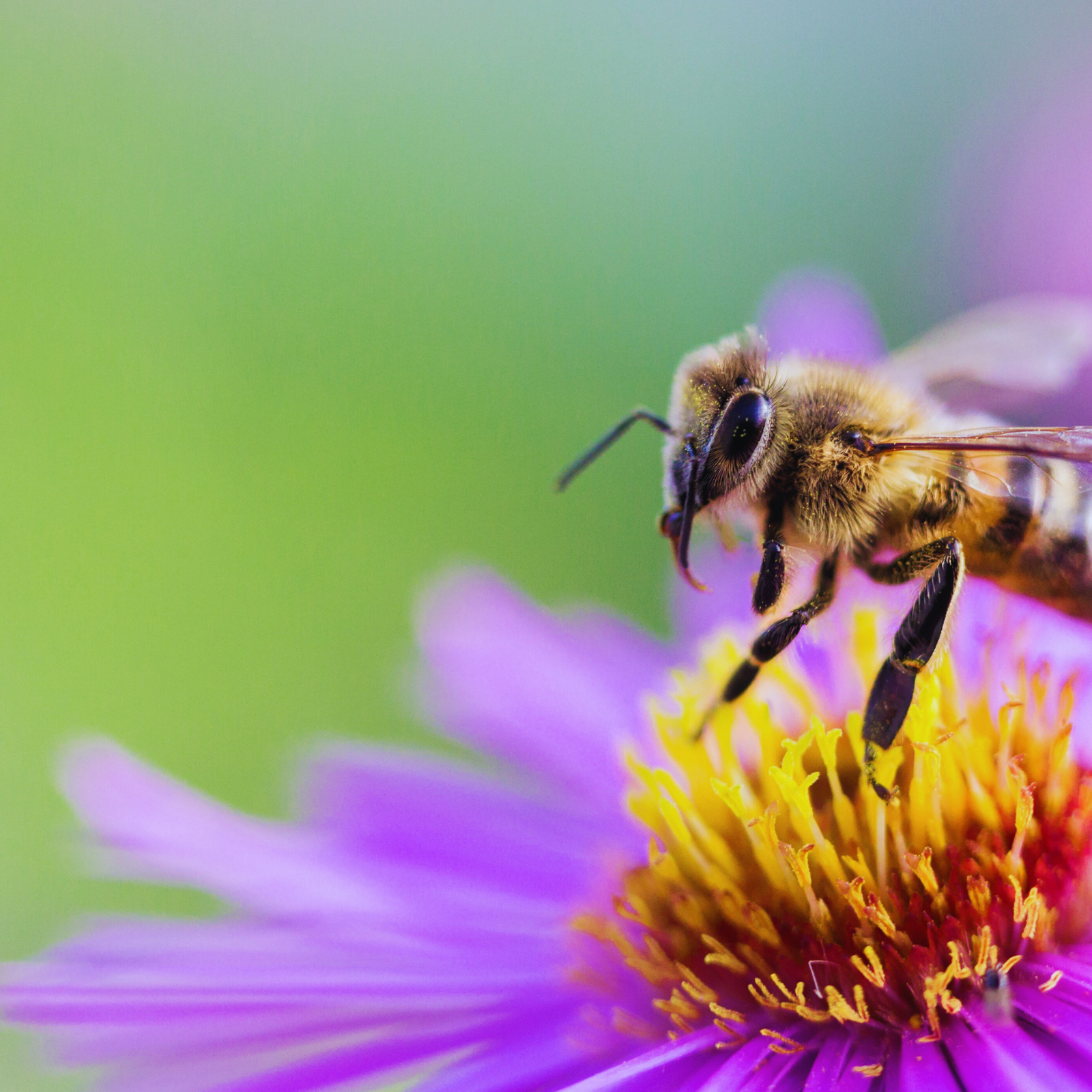 Why Bees Are Essential to Life on Earth (And What We Can Do to Protect Them)