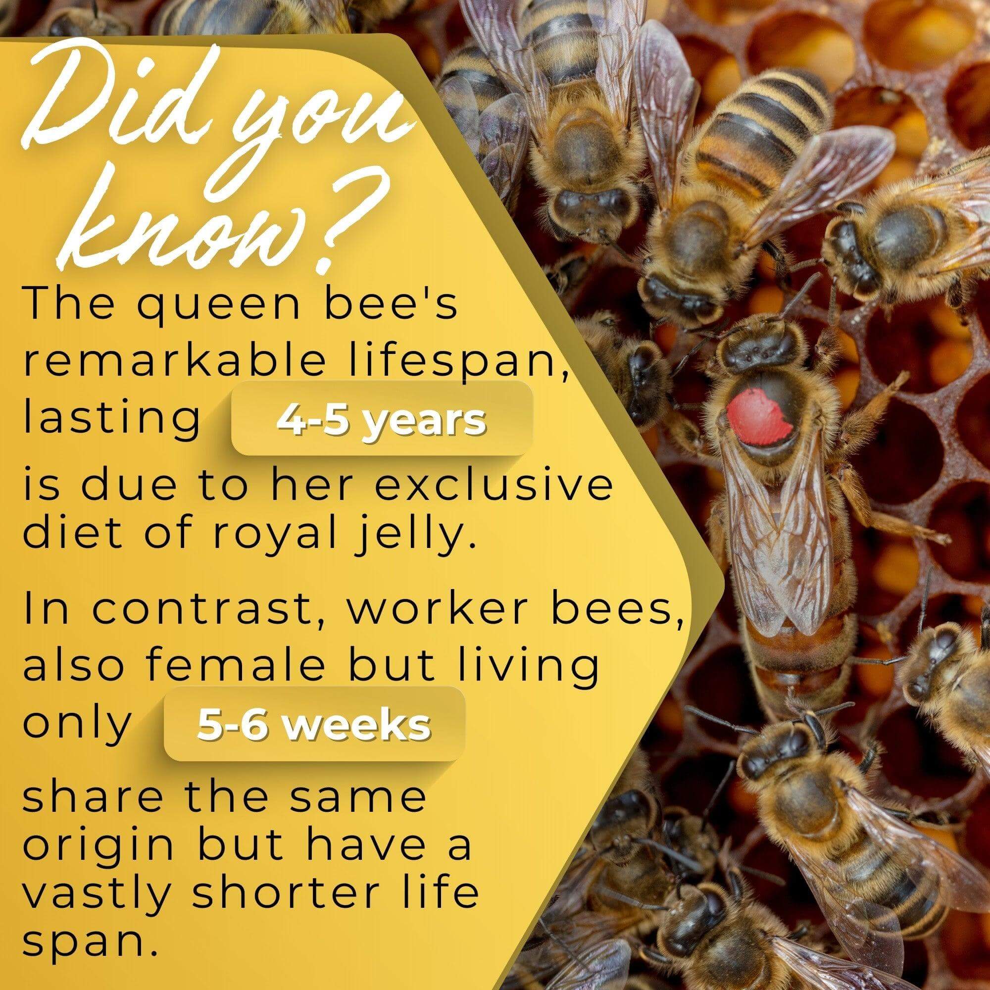 Bee Royal Jelly 500mg 60 Capsules - HONEYBEEZONE